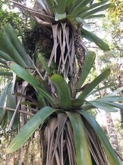 Vriesea bituminosa
