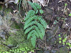Pteris carsei