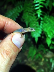 Lepidoblepharis xanthostigma