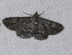 Cleora injectaria