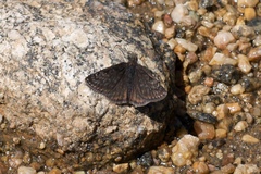Erynnis persius