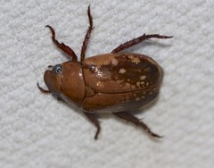 Anoplognathus concolor