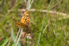 Phyciodes pallida