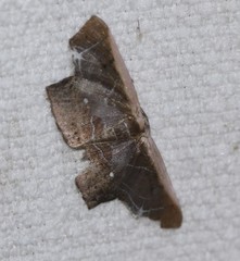 Tessarotis rubrata