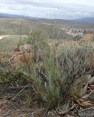 Anginon swellendamense