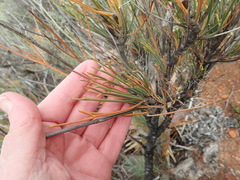 Anginon swellendamense