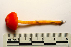 Hygrocybe mucronella