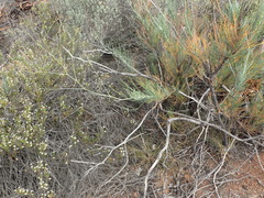 Anginon swellendamense
