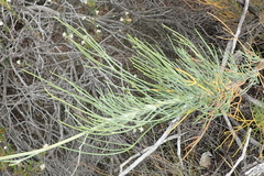 Anginon swellendamense