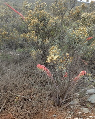 Gasteria brachyphylla