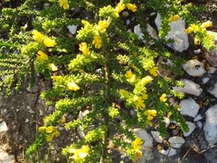 Aspalathus pinguis pinguis