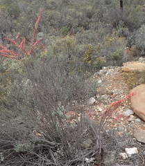 Gasteria brachyphylla
