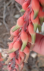 Gasteria brachyphylla