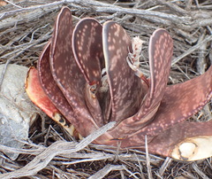 Gasteria brachyphylla