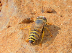Bembix sinuata