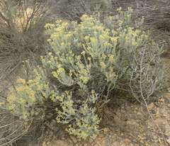 Helichrysum excisum