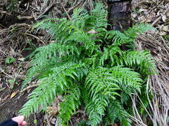 Asplenium lamprophyllum
