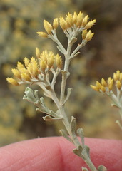 Helichrysum excisum