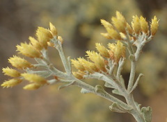 Helichrysum excisum
