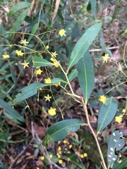 Ochnaceae