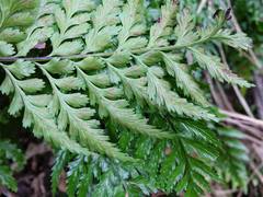 Asplenium lamprophyllum
