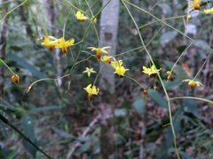 Ochnaceae