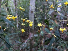 Ochnaceae