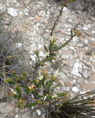 Wahlenbergia neorigida