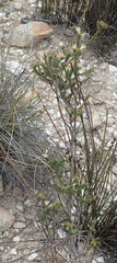 Wahlenbergia neorigida