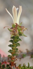 Wahlenbergia neorigida