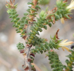Wahlenbergia neorigida