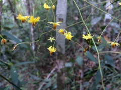 Ochnaceae