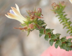 Wahlenbergia neorigida