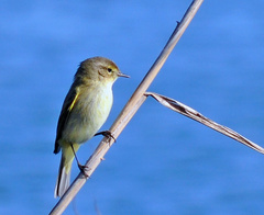 Phylloscopus collybita
