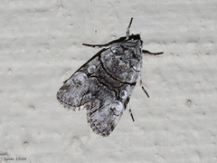 Sympistis chionanthi