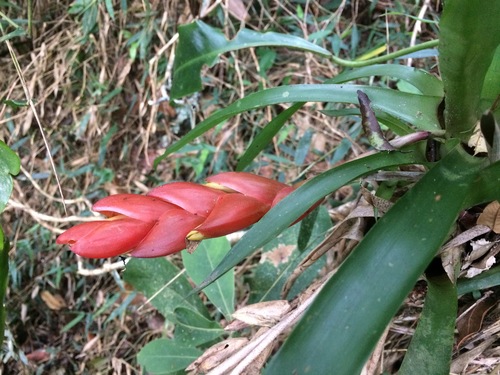 Vriesea heterostachys, photograph 1