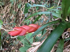 Vriesea heterostachys