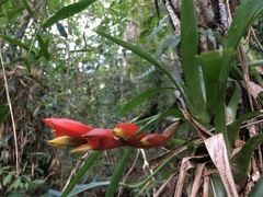 Vriesea heterostachys