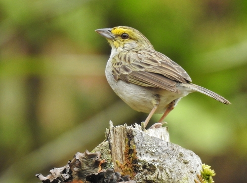 Yellow-browed Sparrow (Ammodramus aurifrons), photo 7