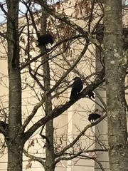 Corvus monedula