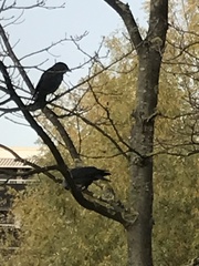 Corvus monedula