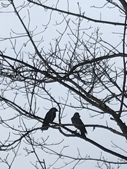 Corvus monedula