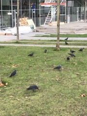 Corvus monedula