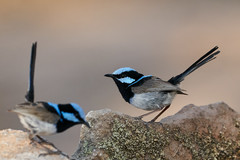 Malurus cyaneus cyanochlamys