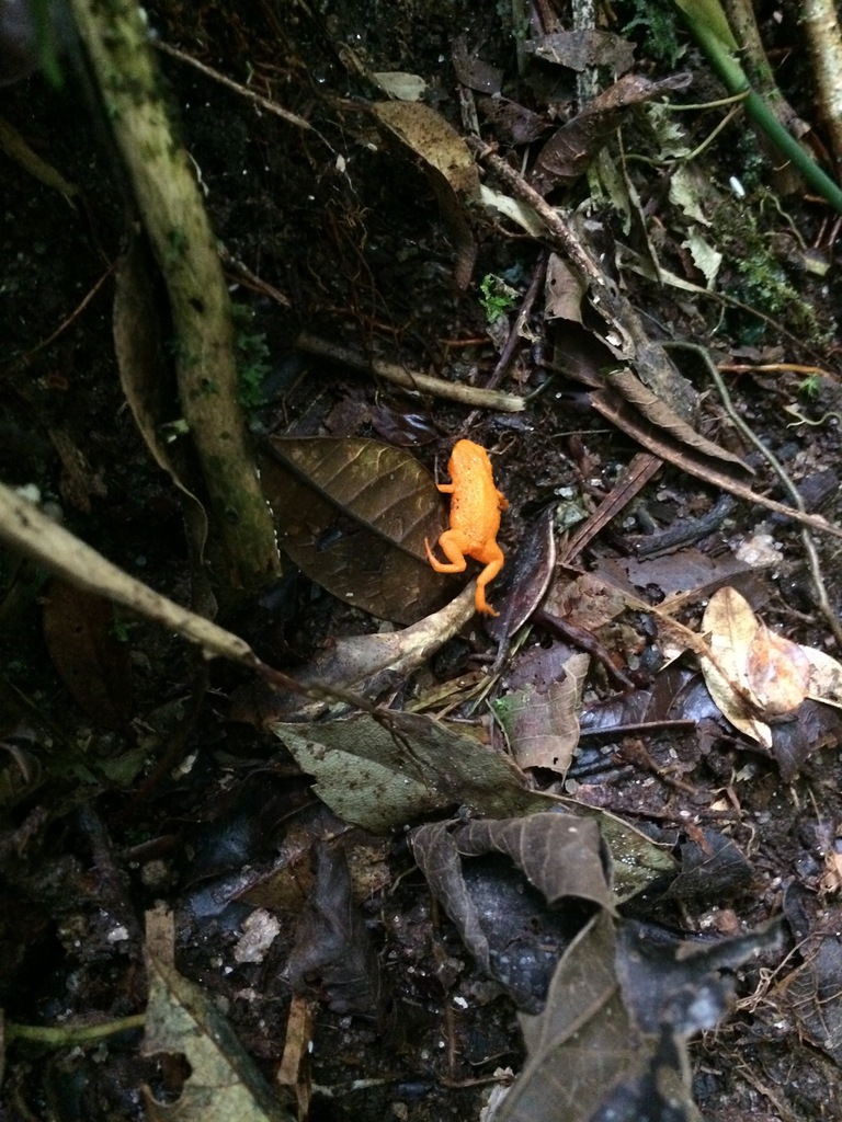 Vargem Alta Flea Toad