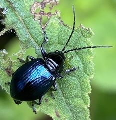 Chlamophora