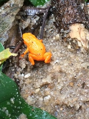 Brachycephalus alipioi