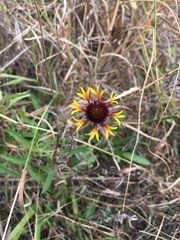 Gaillardia aestivalis