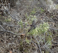 Amphithalea vlokii