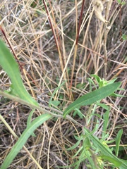 Gaillardia aestivalis